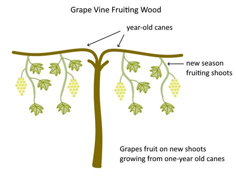 Concord Grape Pruning Method