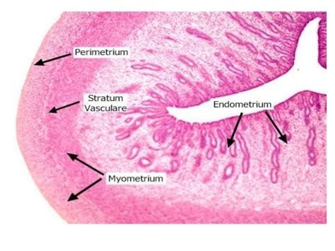 Histology of uterus and cervix