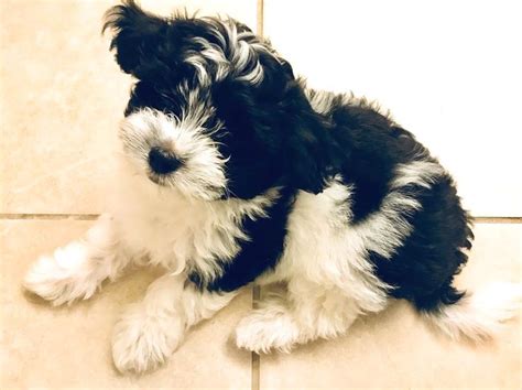 A black and white morkie puppy!