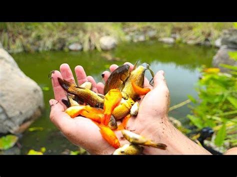 Best raww fishing videos - Aquatic videos