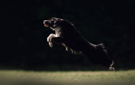 16 Dog Breeds That Jump High And The Highest Jumping Dogs – The ...