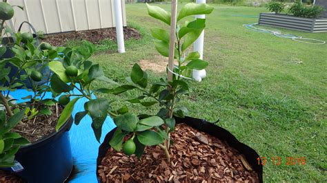 Lime Tahitian Tree - Citrus latifolia