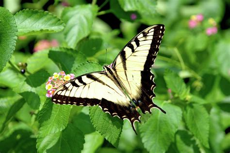 Swallowtail In The Garden Photograph by Kathy Gibbons - Fine Art America