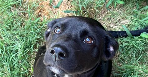 Six month old black lab/ border collie mix for $100 in Mint Hill, NC ...