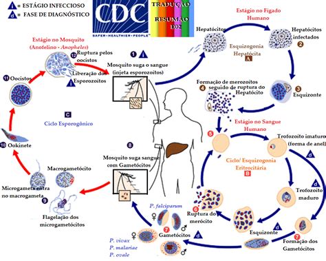 Malaria Life Cycle Animation