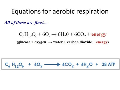 Marvelous Complete Balanced Equation For Cellular Respiration Physics ...