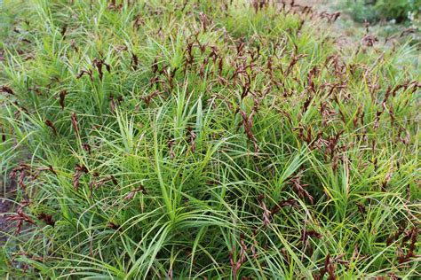 Lovegrass Farm: Photos of Carex muskingumensis (palm sedge) at ...