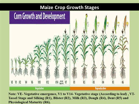 Maize Crop Growth Stages