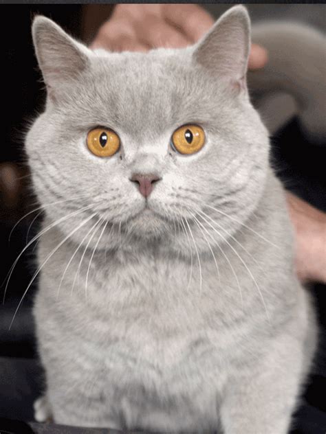 British Shorthair Lilac - SBS CATS | British Shorthair breeder