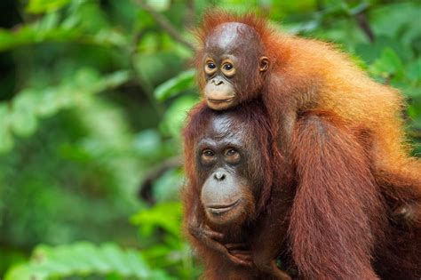 How Orangutans Changed Their Behavior After Devastating Fires - Atlas Obscura