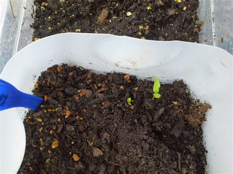 How to get Bell Pepper seeds to germinate ~ The Suburban Jungle