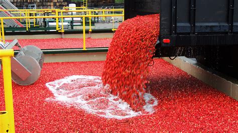 Cranberry Harvest Outlook - Mid-West Farm Report