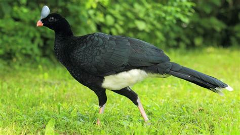 crested guan | bird | Britannica