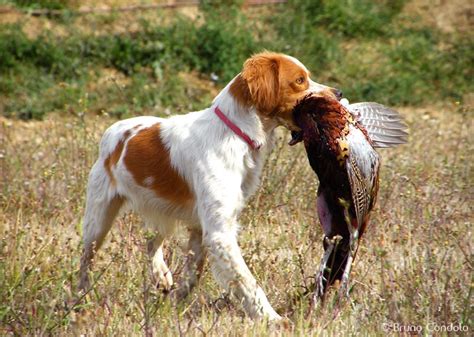 Brittany Spaniel Duck Hunting