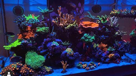 Reef Tank Update - Lighting Schedule Update - Nero 5 Preview - YouTube