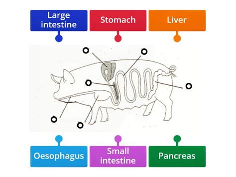 Monogastric digestive system - Labelled diagram