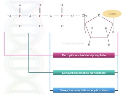 The Function of dNTPs in PCR reaction