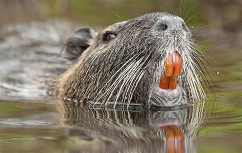 Nutria: características, hábitat, comportamiento y más