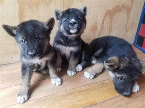 For Sale: Akita/ Shepherd Mix Puppies - Kingston