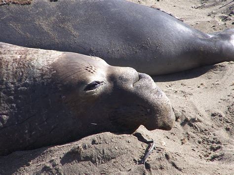 The Natural World: Elephants Seals Near Hearst Castle