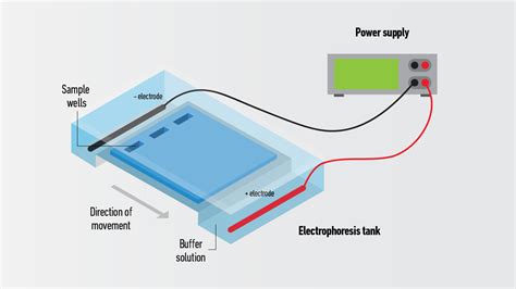 Agarose Gel Electrophoresis, How It Works and Its Uses | Technology Networks