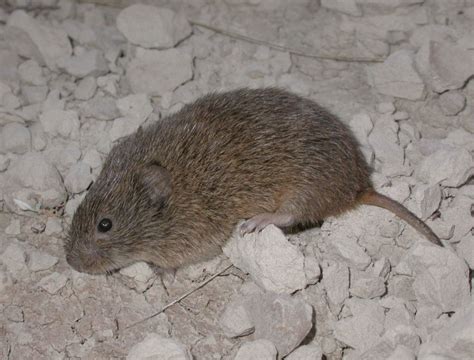 Prairie Vole (Microtus ochrogaster) | In the evening I encou… | Flickr