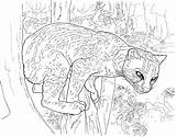 Free Leopard Coloring Pages sketch template