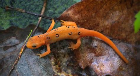 Eastern Newt | The Animal Facts | Appearance, Diet, Habitat, Behavior