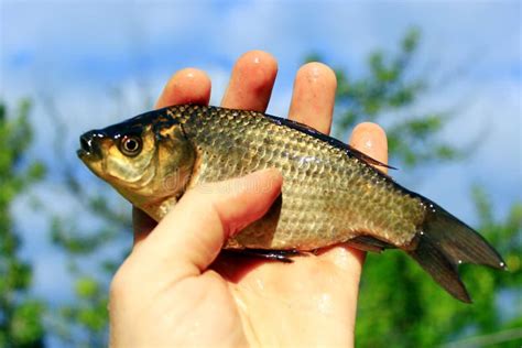 Prussian Carp, Silver, Gibel Stock Photo - Image of animal, silver: 15192400