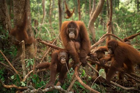 Orangutan Facts - Save the Orangutan