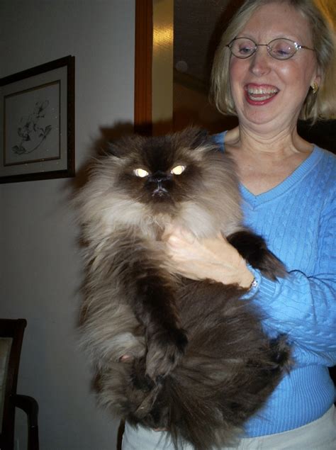 Scary Ewok Kitty! - Picture | eBaum's World