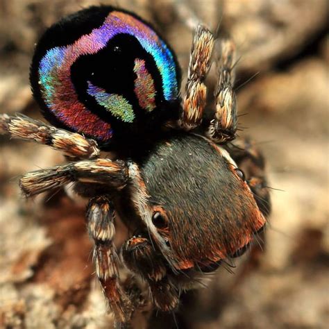 This tiny peacock spider , Maratus robinsoni is found in the Newcastle ...