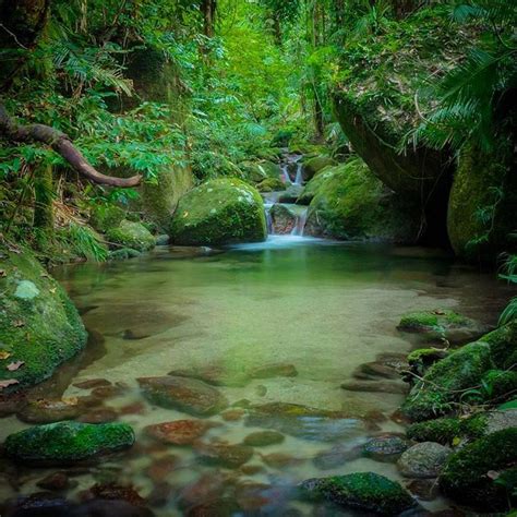 Daintree Rainforest Queensland | RAINFOREST ANIMAL