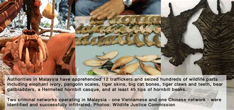 Malaysia: 12 Wildlife Traffickers Busted with Ivory, Pangolin Scales ...