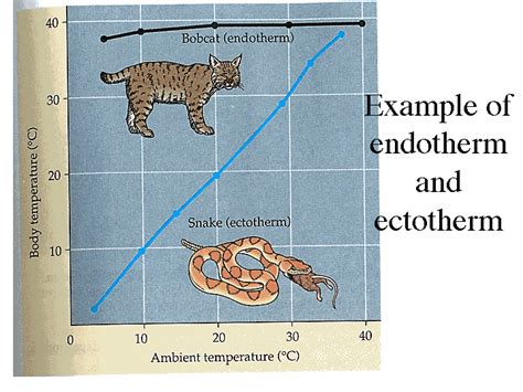 Example of endotherm and ectotherm