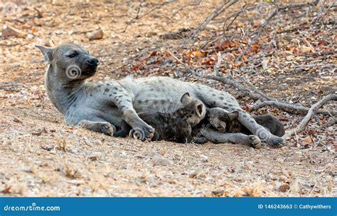 Hyena Cubs Suckling stock image. Image of milk, laughing - 146243663