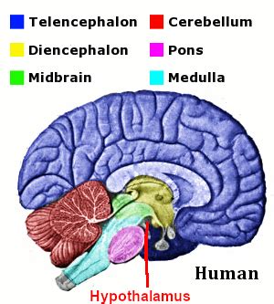 How does the hypothalamus regulate body temperature? | Homework.Study.com