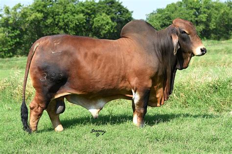 Brahman Bulls for Sale At Both Online and In-Person Sales Events