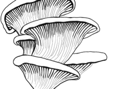 Mushroom clipart oyster mushroom, Mushroom oyster mushroom Transparent FREE for download on ...