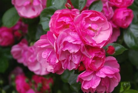 15 Best Varieties of Shrub Roses - Best Landscape Ideas