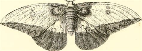 Image from page 23 of "Encyclopédie d'histoire naturelle; … | Flickr