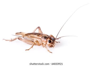 216 Gryllus assimilis Images, Stock Photos & Vectors | Shutterstock