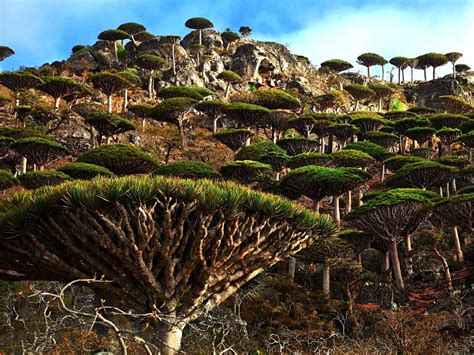 Things To Do in Alien-Looking Place on Earth Socotra Island | Found The ...