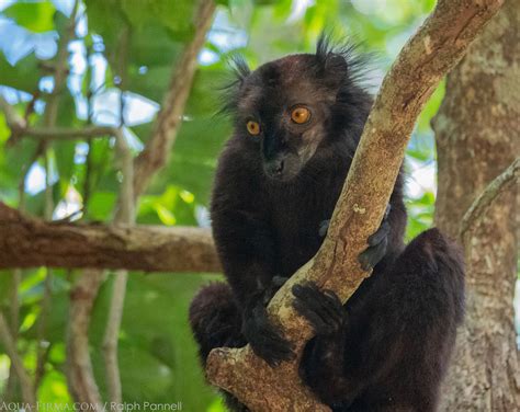 Lemurs of Madagascar | Black Lemurs | AQUA-FIRMA Wildlife & Travel Guides