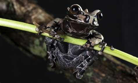 Coronated tree frog | Smithsonian's National Zoo and Conservation Biology Institute