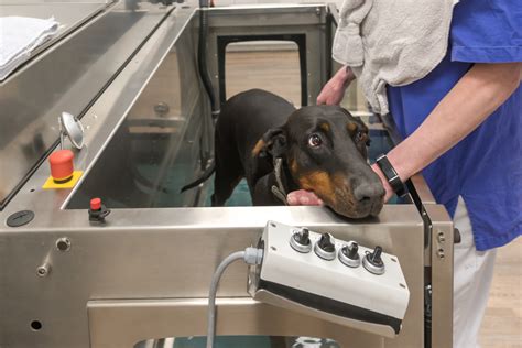 Hydrotherapy for dogs: What is it & does it help? | ManyPets