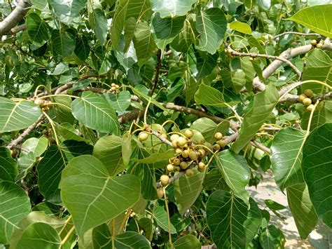 The Peepal Tree: It's Ayurvedic & Spiritual Significance