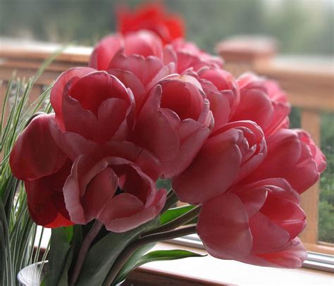 Pink Tulips in Vase Photograph by Katie Vigil - Fine Art America