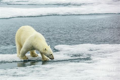 Polar Bear Ursus maritimus hunting seals b15 Photograph by Eyal Bartov ...