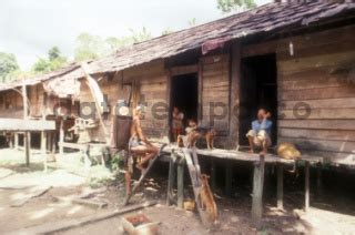 rumah adat suku dayak kenyah di tanjung manis kaltim - DATATEMPO